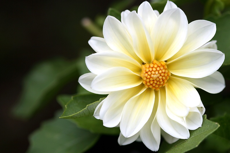 dahlia in white