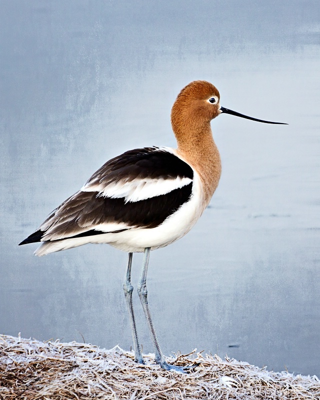 American Avocet