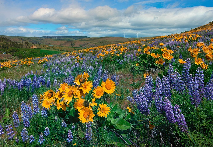 Central Washington Spring