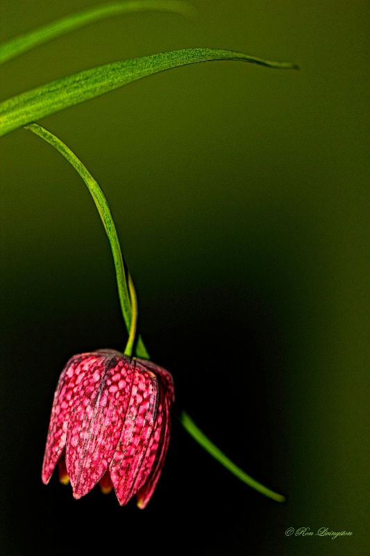 Fritillaria