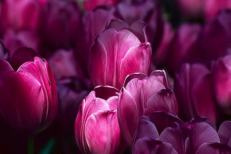 Lavender Tulips