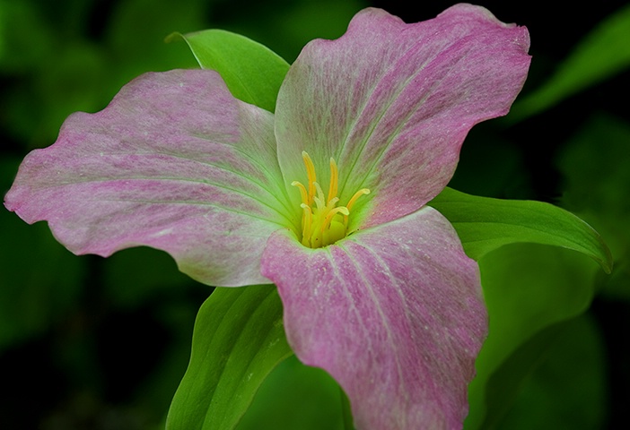 Trillium, Pink 1, Smoky Mountains NP - ID: 14470604 © Donald R. Curry
