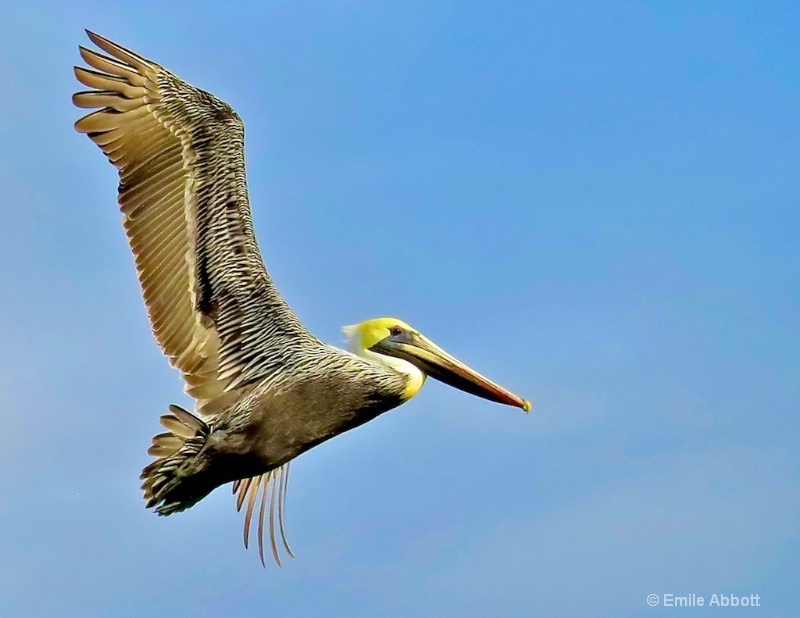 I am out of here.  Brown Pelican - ID: 14470766 © Emile Abbott