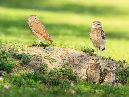 Burrowing Owl With Nestlings