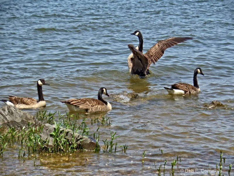Stop! Geese Crossing!