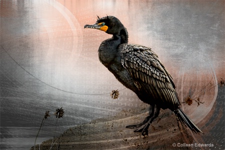 Double Crested Cormorant