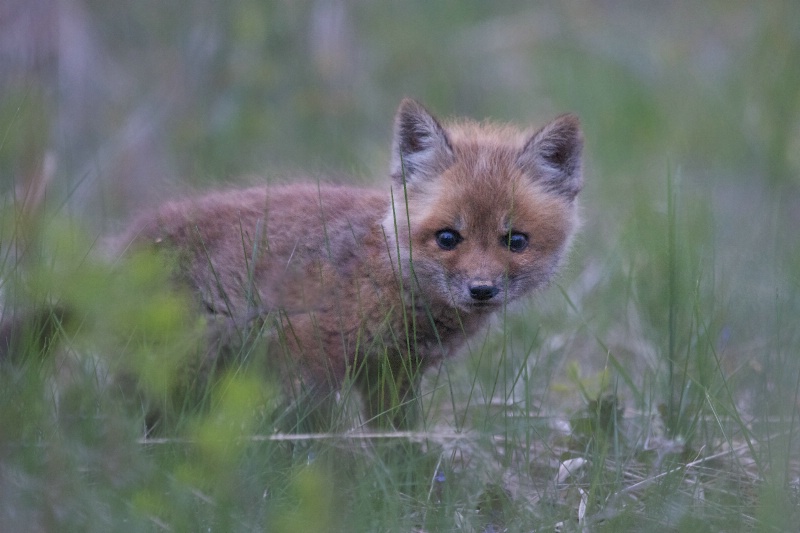Baby Fox in the Grass - ID: 14470888 © Kitty R. Kono