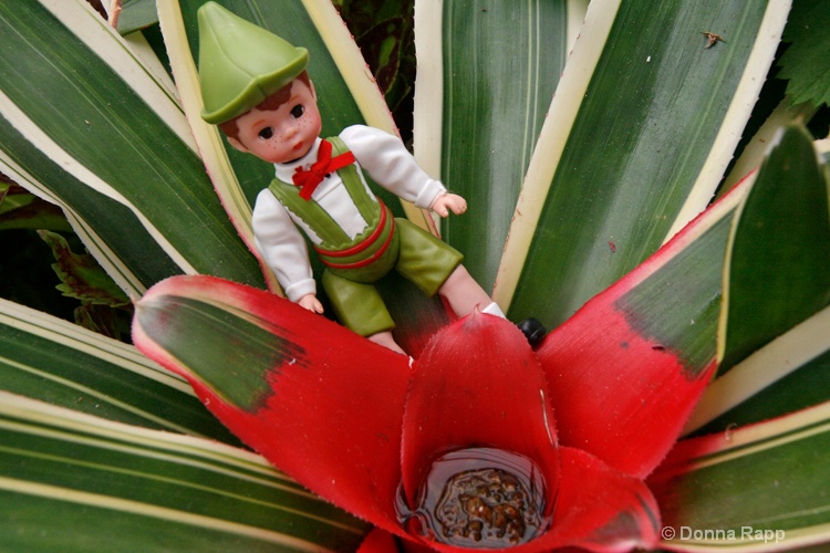 dieter on a succulent