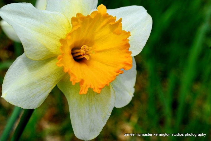 daffodil 