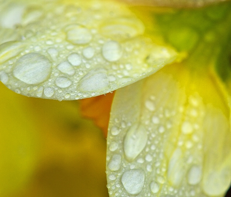 Drop of Daffodil
