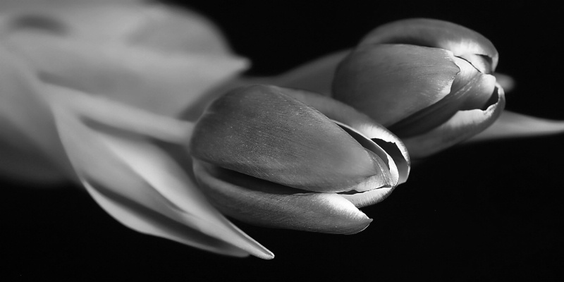 tulips, in b&w