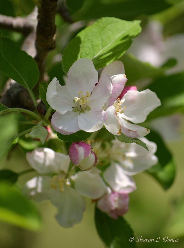 Sugar Tyme Crabapple Delight