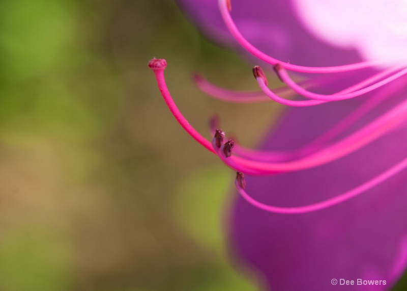 Soft Pinks and Greens