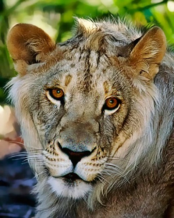 Young Lion Portrait