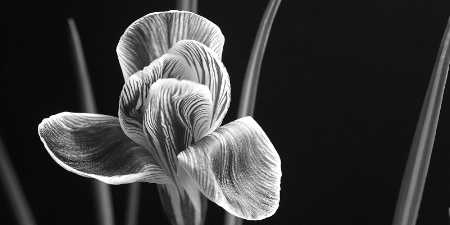 crocus, in b&w