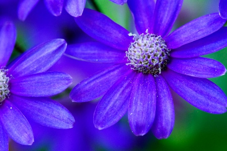 Simply Purple