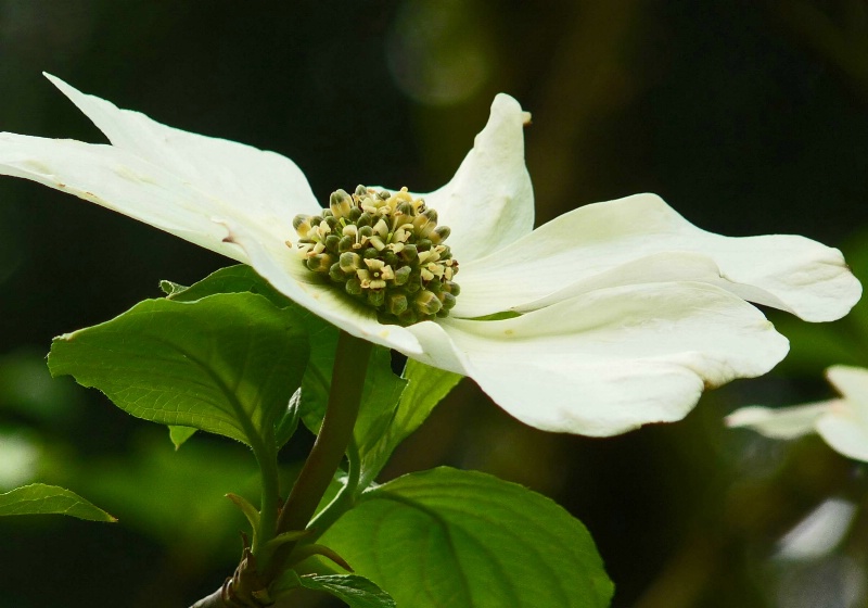 Dogwood Flower. Cornus nuttalli.