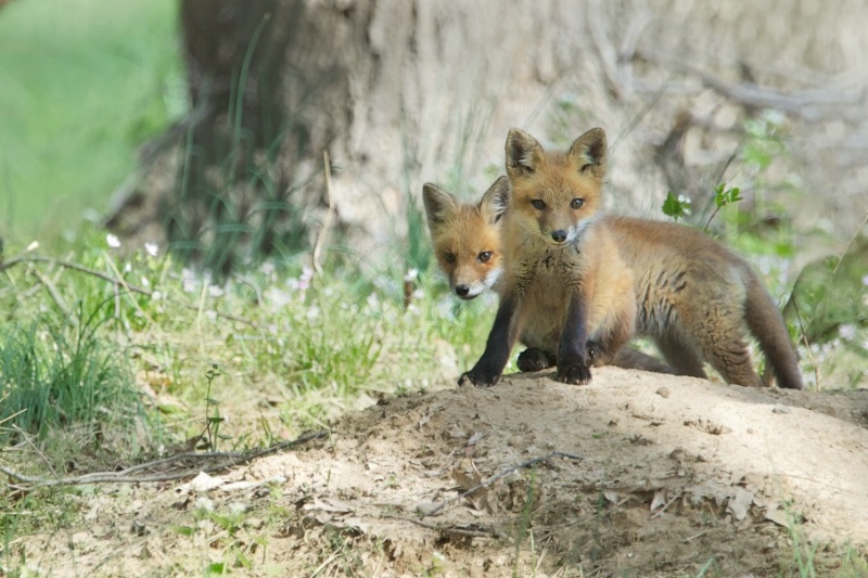 Two Baby Foxes in Valley Forge - ID: 14473880 © Kitty R. Kono