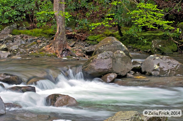 Cool Spring Creek  - ID: 14475233 © Zelia F. Frick