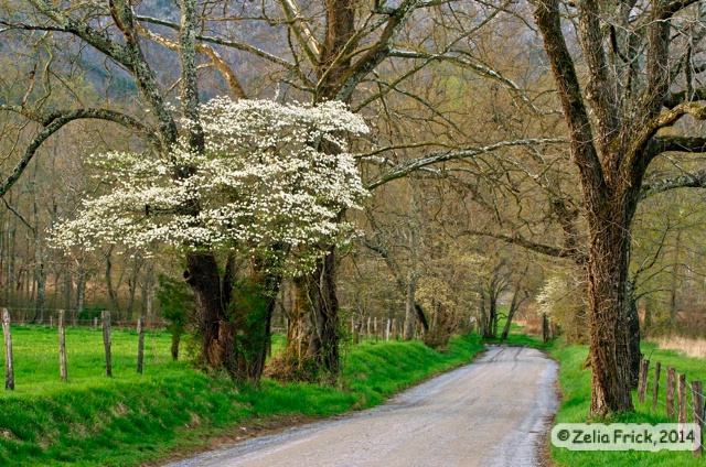 Cades Cove Dogwood - ID: 14475235 © Zelia F. Frick