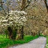 2Cades Cove Dogwood - ID: 14475235 © Zelia F. Frick