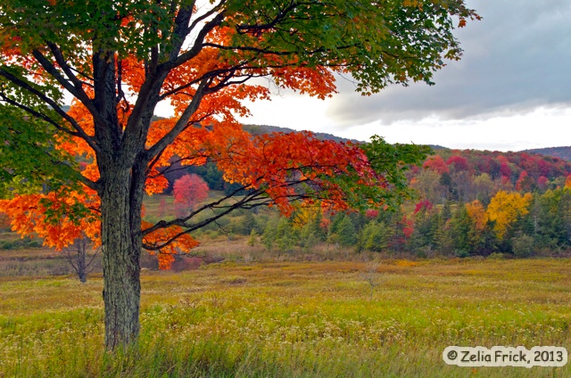 Window View of Red Maple - ID: 14475247 © Zelia F. Frick