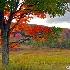 2Window View of Red Maple - ID: 14475247 © Zelia F. Frick