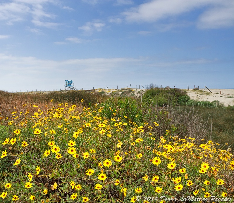 Coastal Wildflowers