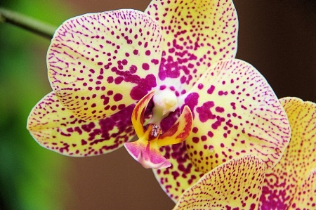 Orchid 2014 3 