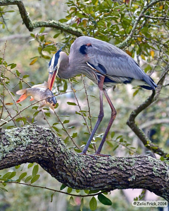 Blue Heron's BIG Catch - ID: 14475506 © Zelia F. Frick