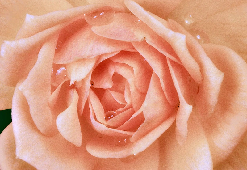 Rose and Dew