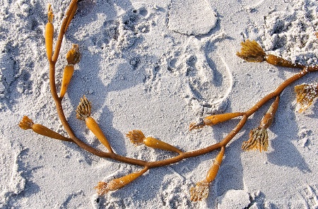 Seaweed and Footprints in the Sand