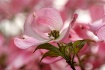 Dogwood in Pink