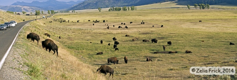 Bison Crossing in Yellowstone - ID: 14476129 © Zelia F. Frick