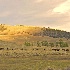 2Bison Herd in Yellowstone National Park - ID: 14476131 © Zelia F. Frick