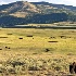 2Lamar Valley, Yellowstone - ID: 14476138 © Zelia F. Frick