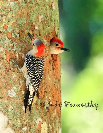 Red-bellied Woodpeckers