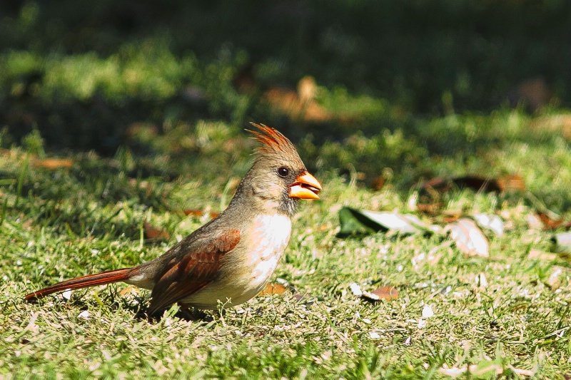 Backyard Cardinal
