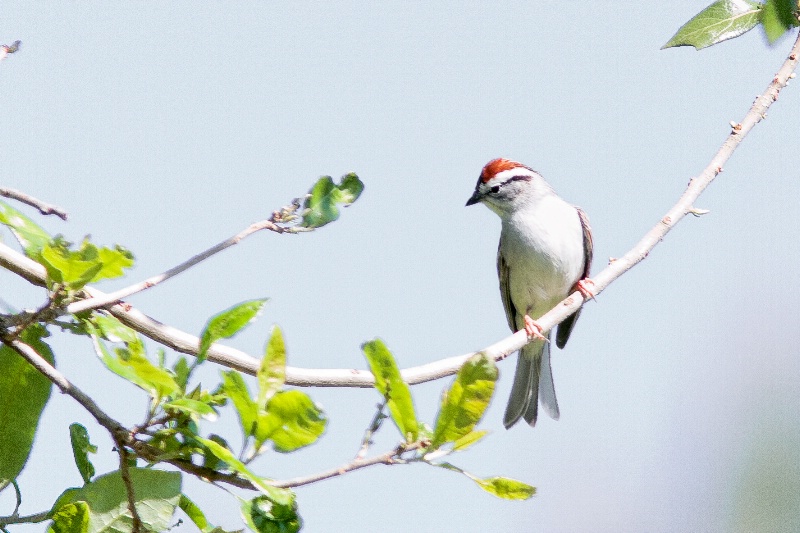 Backyard Chipping Sparrow