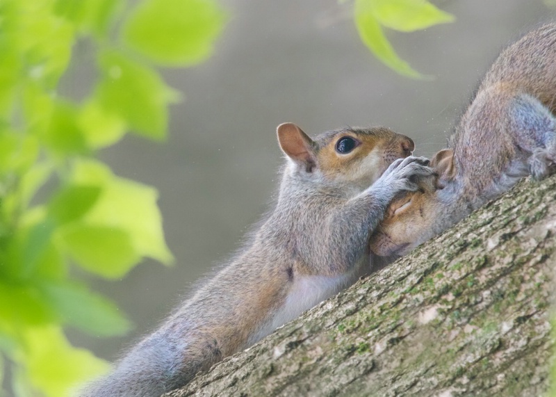 Squirrel Head Massage - ID: 14476376 © Kitty R. Kono