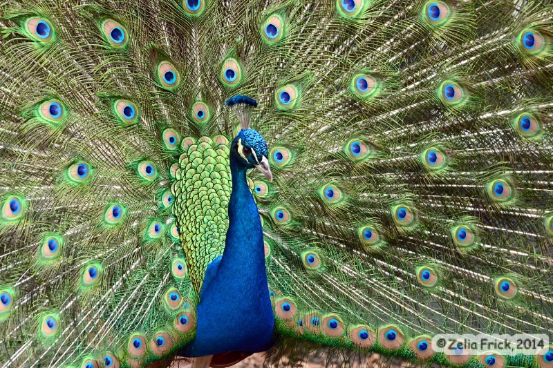 Proud Peacock - ID: 14476550 © Zelia F. Frick