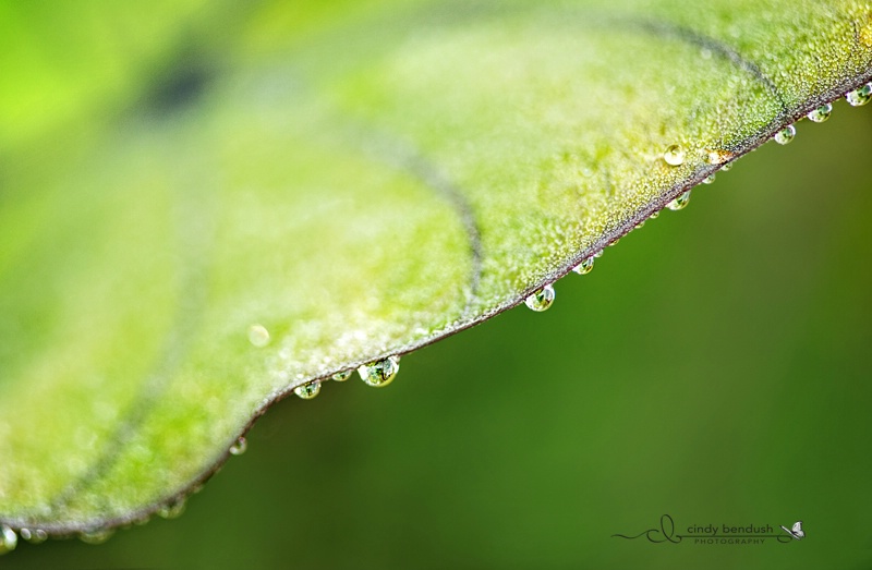 Dewy Divide