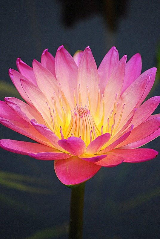 Pink Waterlily