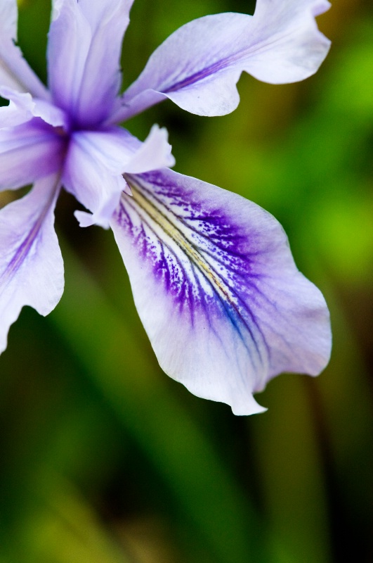 Corner Iris