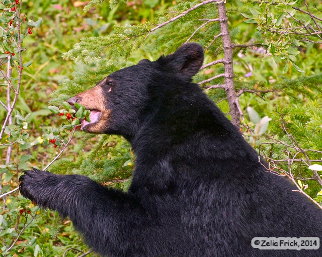Black Bear Eating Huckleberries - ID: 14477152 © Zelia F. Frick