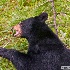 2Black Bear Eating Huckleberries - ID: 14477152 © Zelia F. Frick