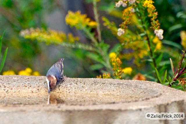 Warbler Passing Through - ID: 14477156 © Zelia F. Frick