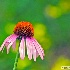 2Cone Flower - ID: 14477166 © Zelia F. Frick