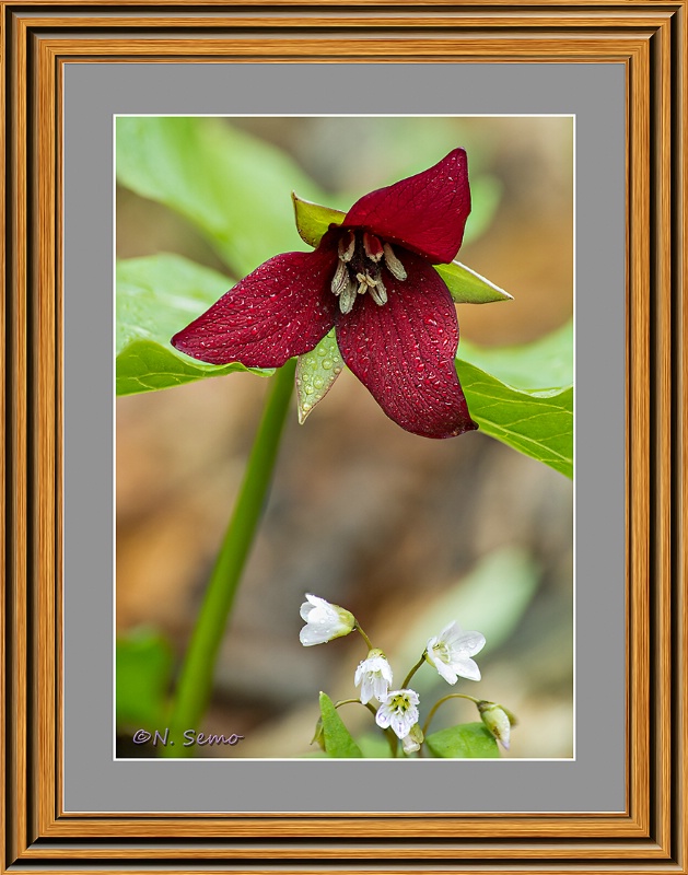 Purple Trillium