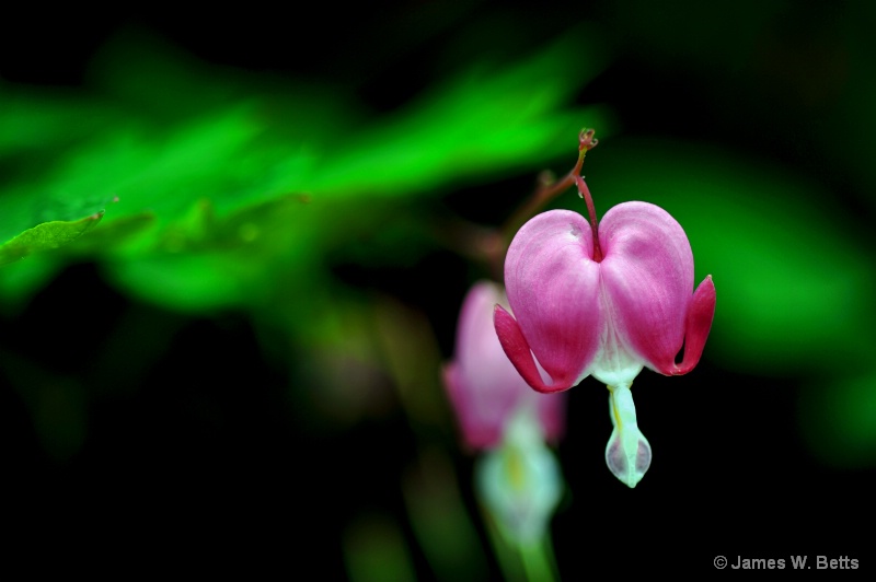 Bleeding hearts